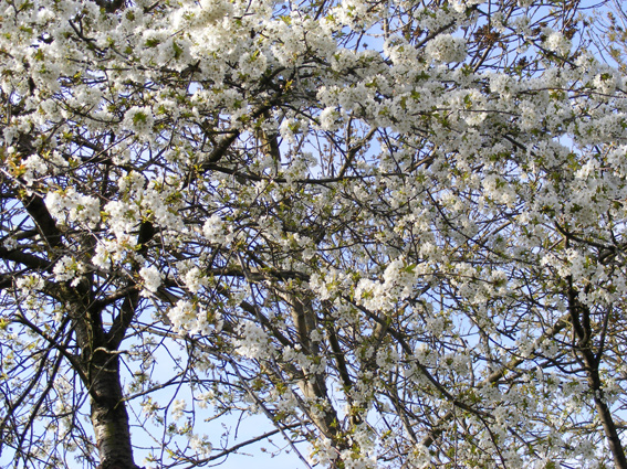 fruit trees covered in wite blossom.